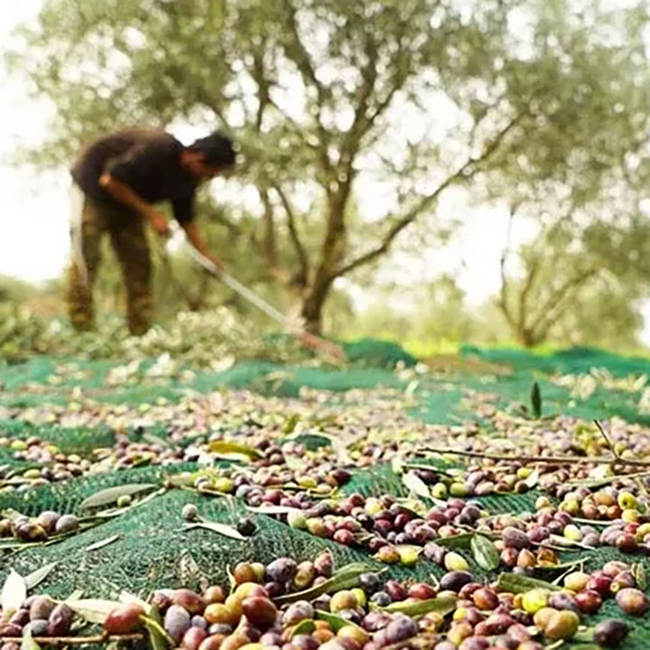 Maglia di plastica UV Matura Trattata Rete di Copertura d'Olive